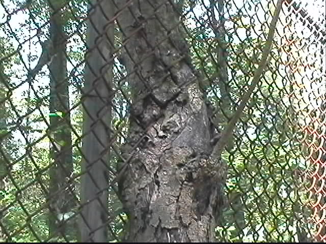 john-blog-tree-fence